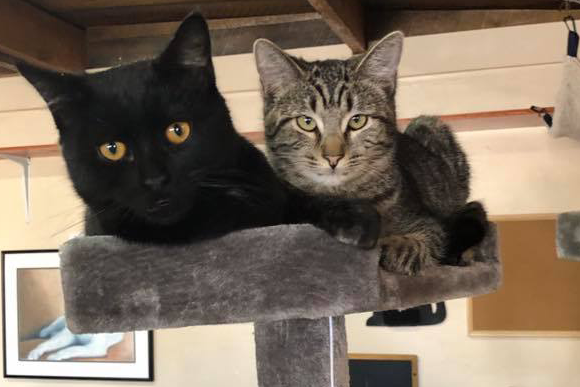 Stray Hearts ReTails