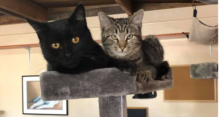 Stray Hearts ReTails Stray Hearts ReTails