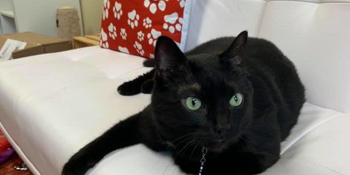 Cattyshack, Inc. Huntsville