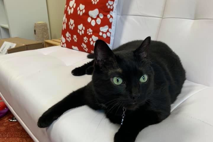 Cattyshack, Inc. Huntsville