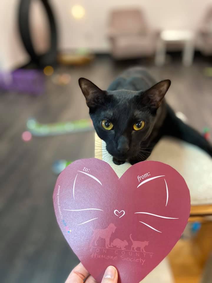 Write a Cat Valentine at Tally Cat Cafe