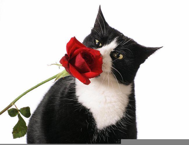 Cat & Craft Valentine Event