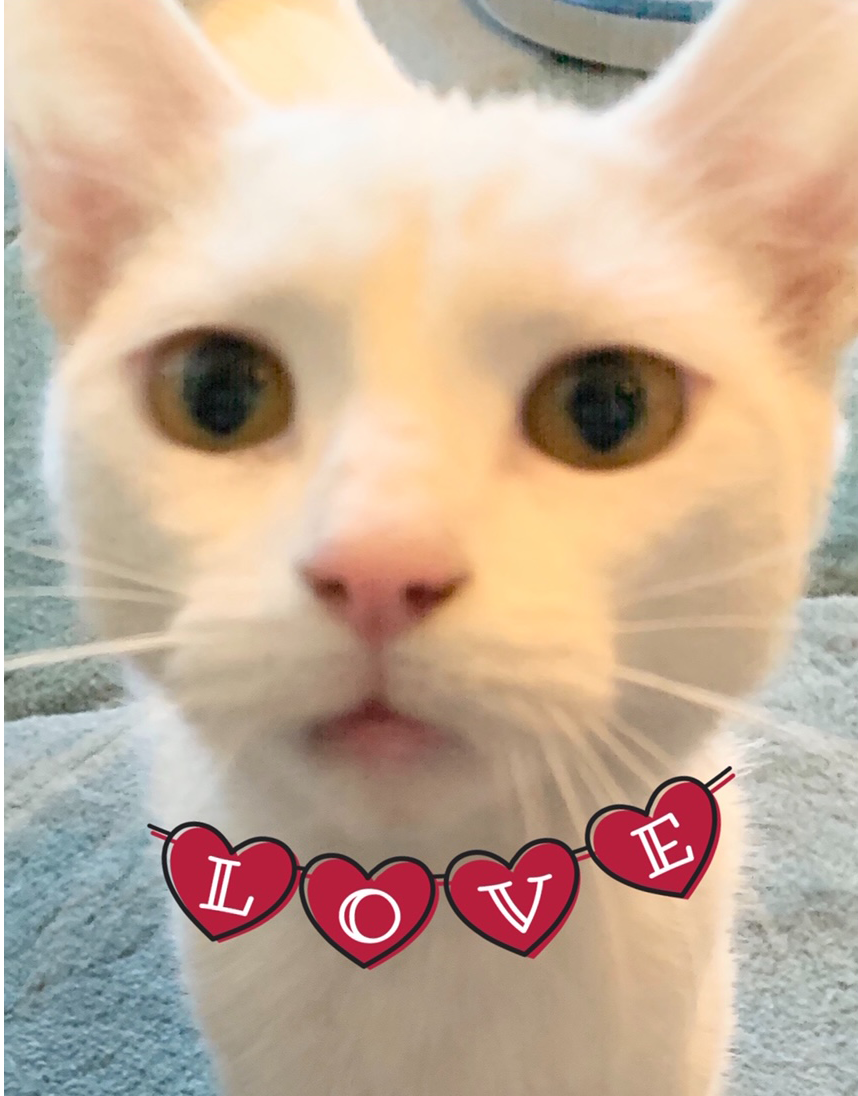 Lucky Cat Cafe
