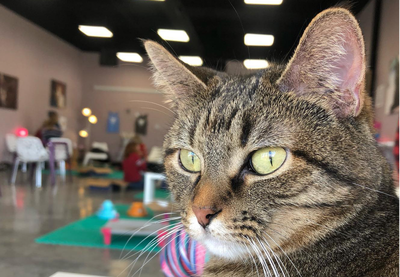 Purr Catfe Closing Purr Catfe Closing