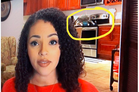 Work from Home Newscaster