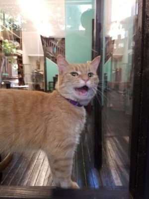 Cheshire Grin Cat Cafe