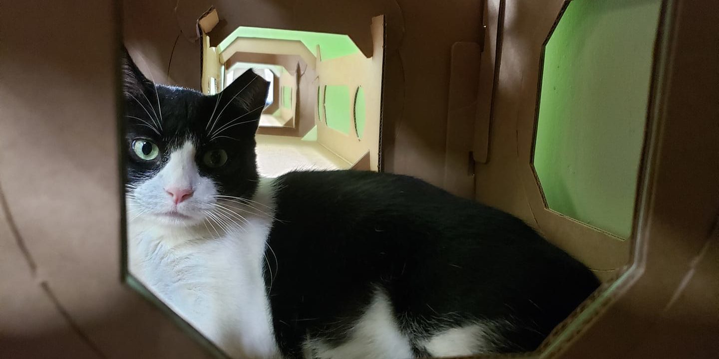 The Kitty Beautiful -A Cat Cafe