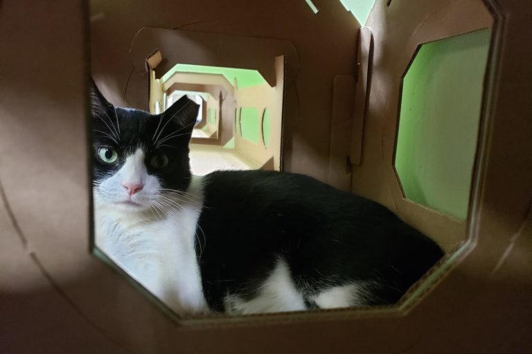 The Kitty Beautiful -A Cat Cafe