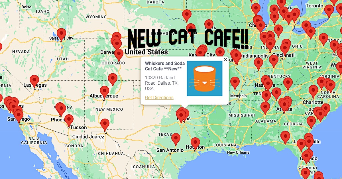 New Dallas Cat Cafe Now Open That Cat Life