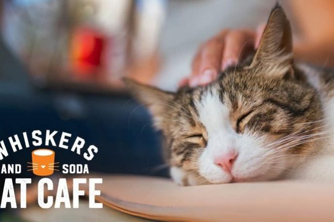 Whisker and Soda Cat Cafe