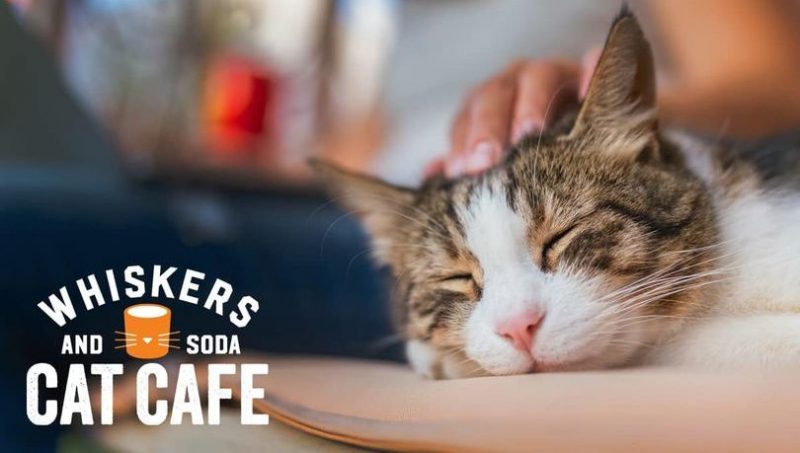 Whisker and Soda Cat Cafe