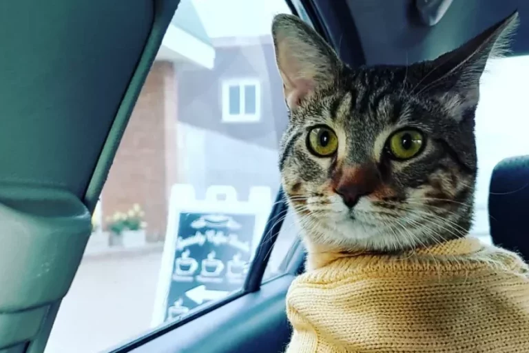 Cat riding in car