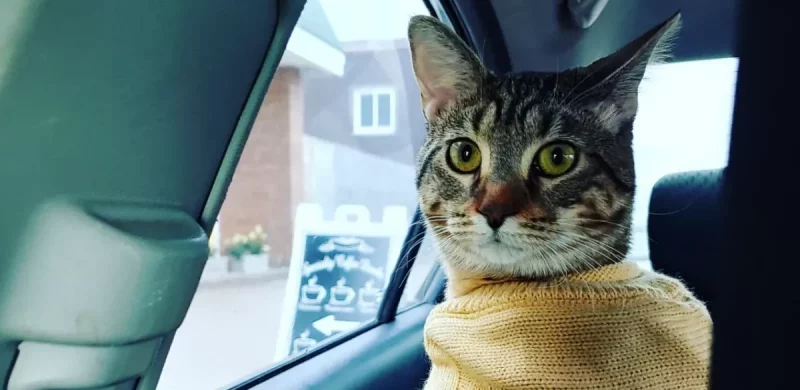 Cat riding in car