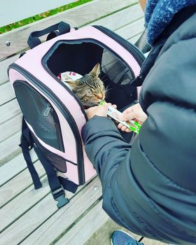 Travel cat getting treats