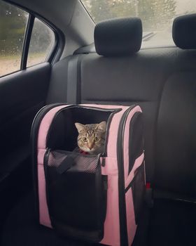 traveling with cats in a car