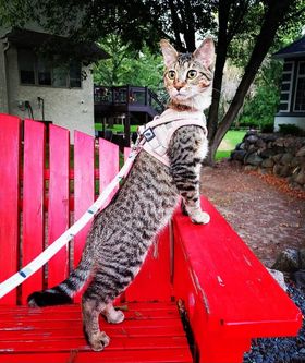 Cat on leash