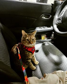 Cat in the drivers seat