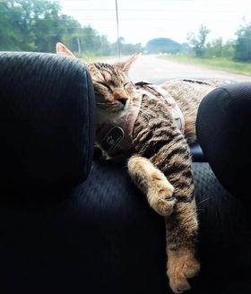 traveling with cats in a car