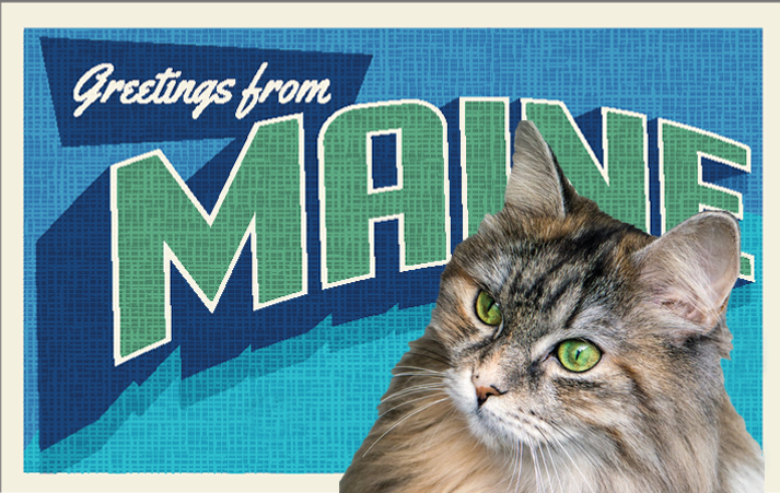 Maine Cat Cafes