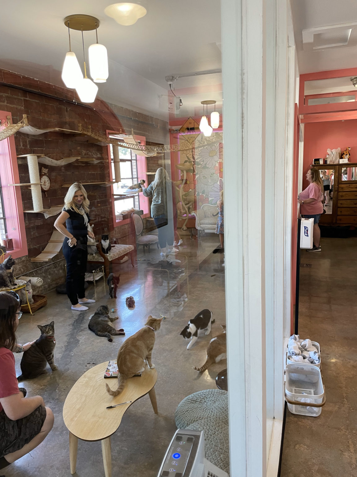 Image showcasing Oklahoma: Don’t Stress Meowt Cat Cafe – That Cat Life