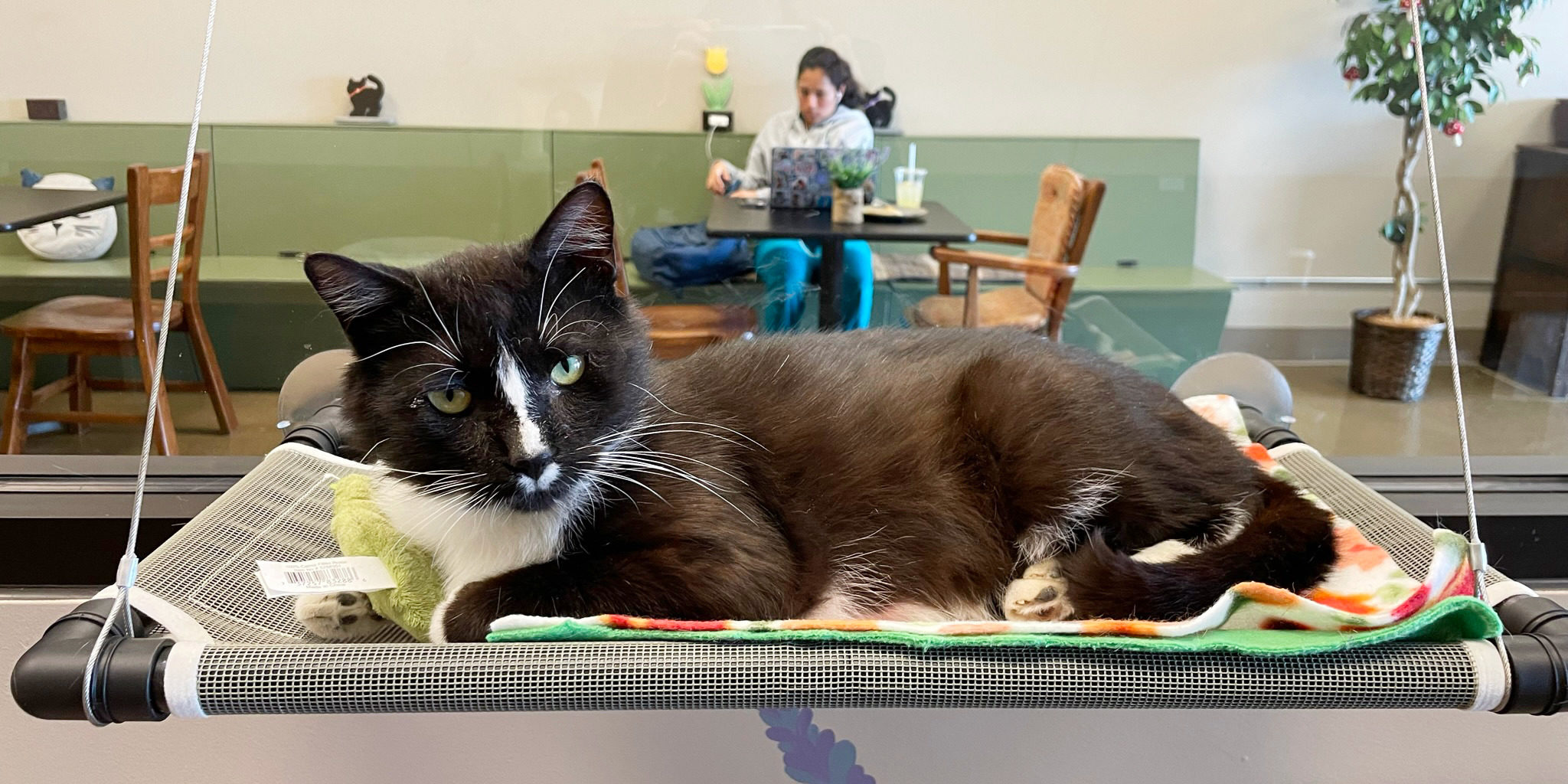 Cat hammock at Black Forest Cat Cafe