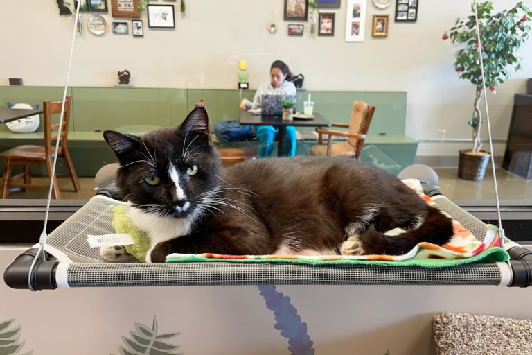 Cat hammock at Black Forest Cat Cafe