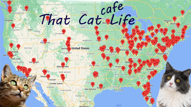 Find a Cat Cafe Near Me