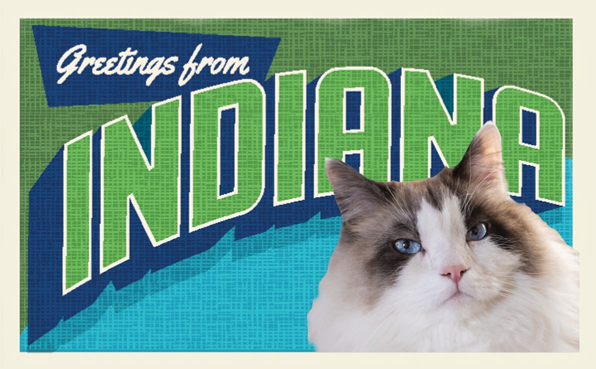 Indiana Cat Cafes That Cat Life