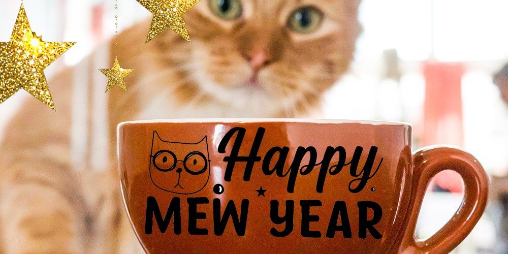 New Year Cat Cafe