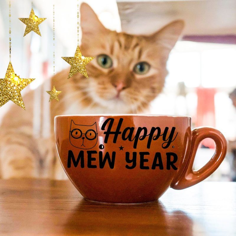 New Year Cat Cafe New Year Cat Cafe
