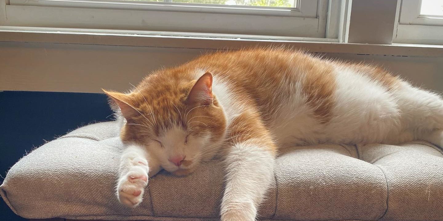 Summerville cat cafe closed