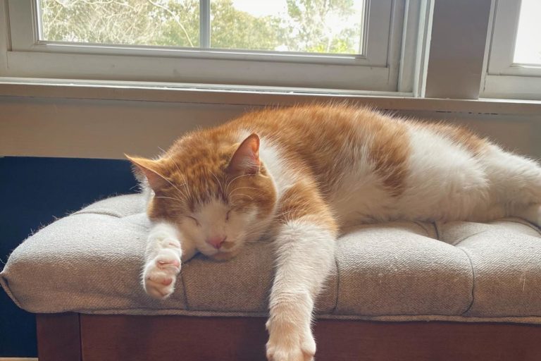 Summerville cat cafe closed