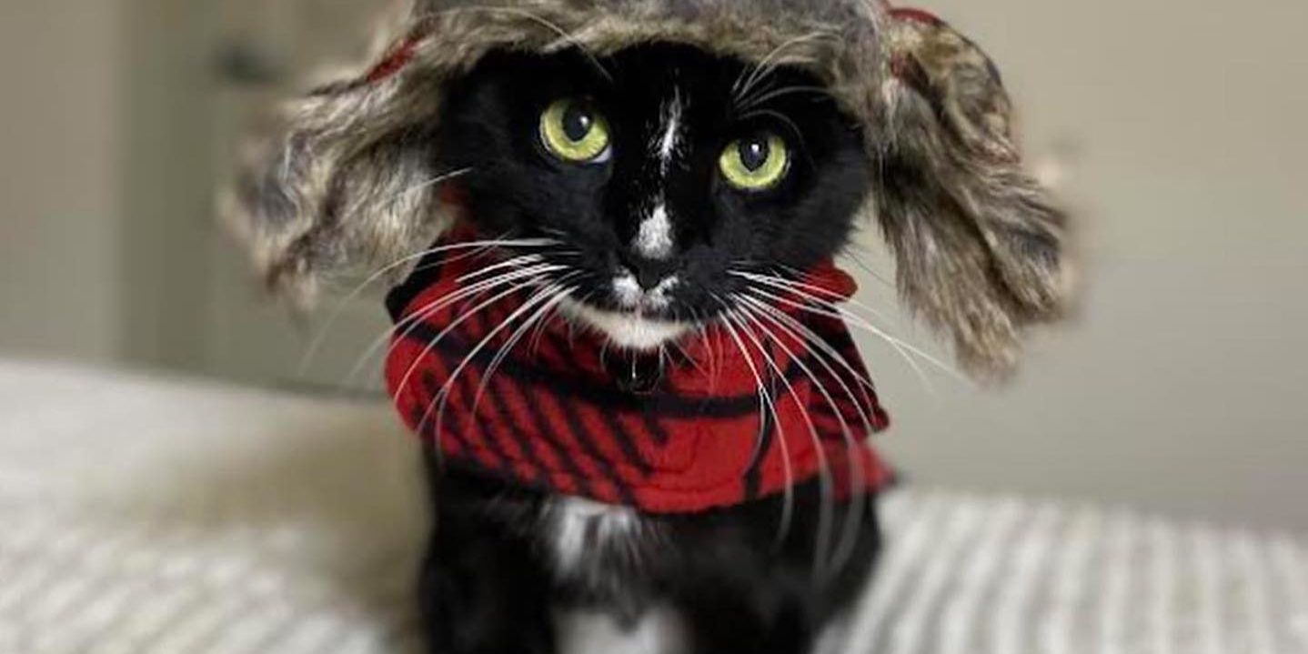 Cat in winter hat