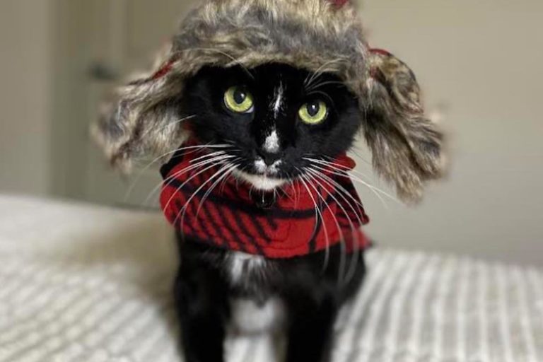 Cat in winter hat