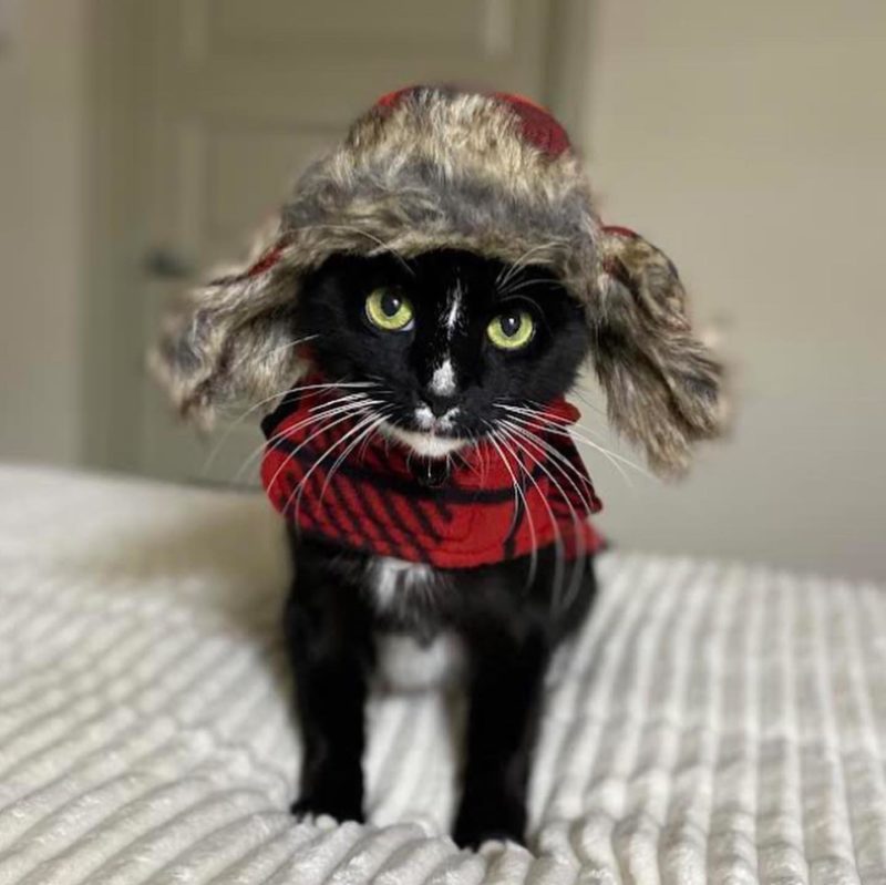 Cat in winter hat