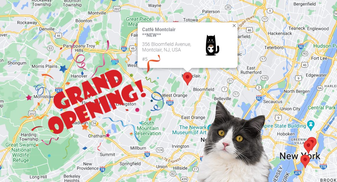 New Northern New Jersey Cat Cafe Now Open in Montclair! Hurry in
