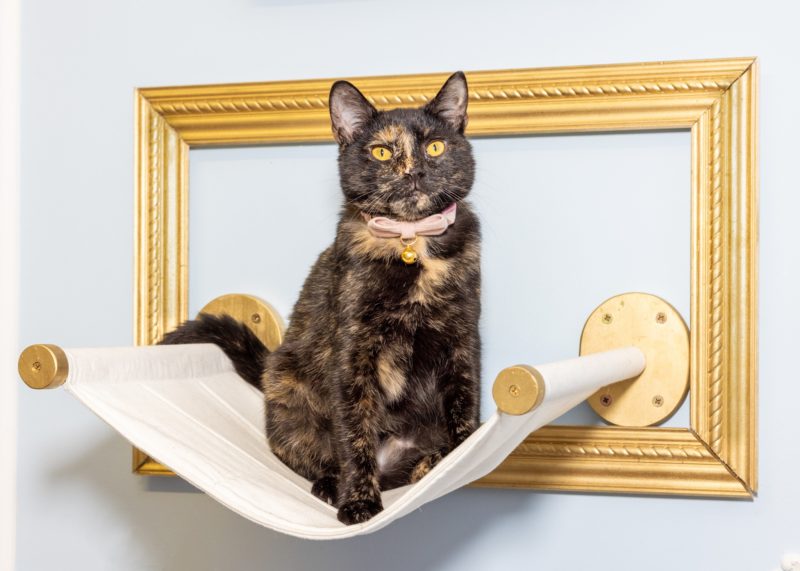 Tortie cat
