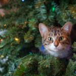 Cat in Christmas tree
