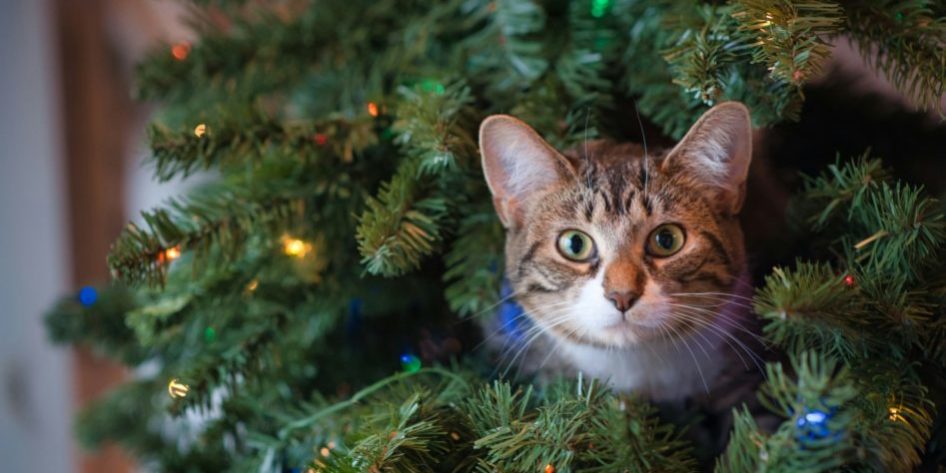Cat in Christmas tree