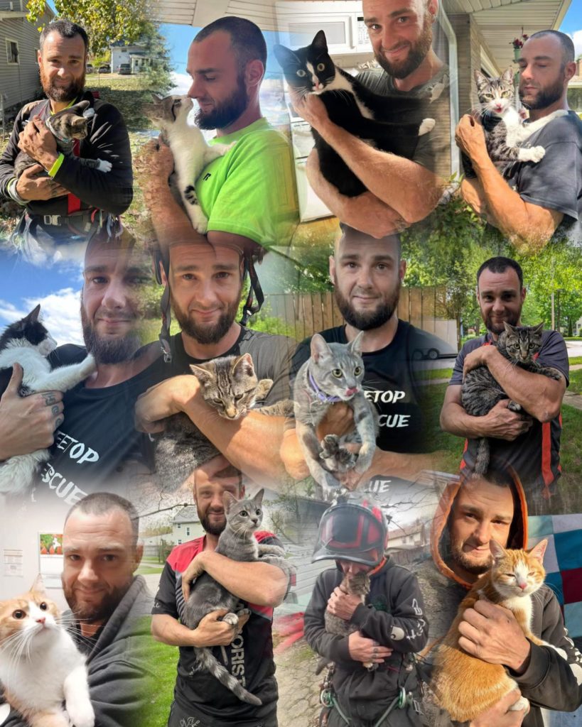 Treetop Cat Rescue and cats