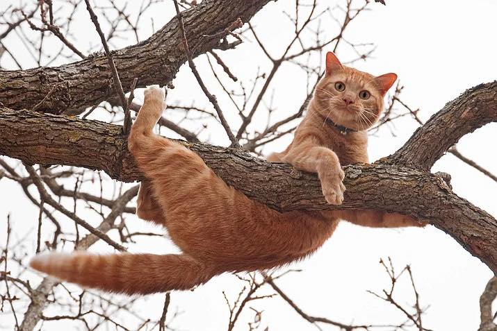 Cat on a limb