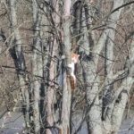 Treetop Cat Rescue: Ohio Hero Saves Cat in Daring Climb