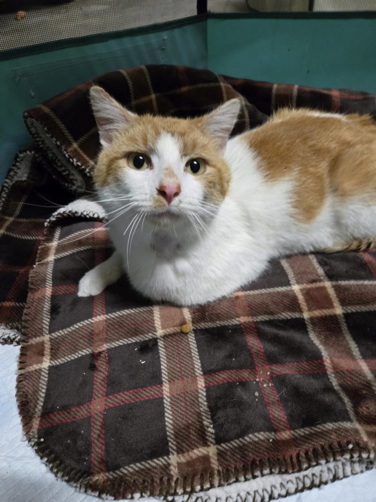 Orange and white cat