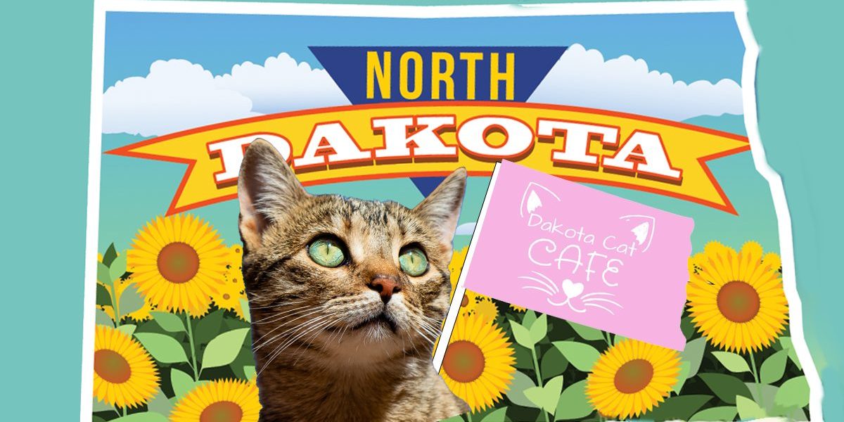 North Dakota Cat Cafe