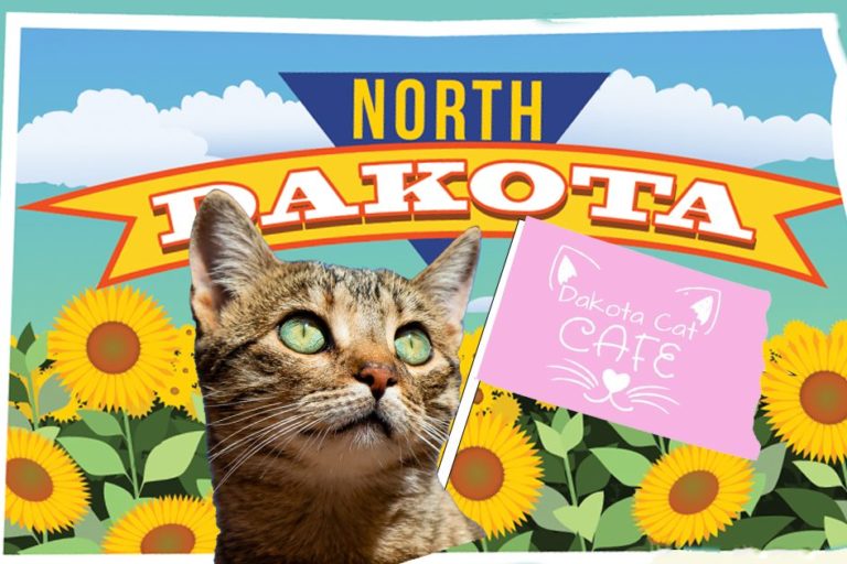 North Dakota Cat Cafe