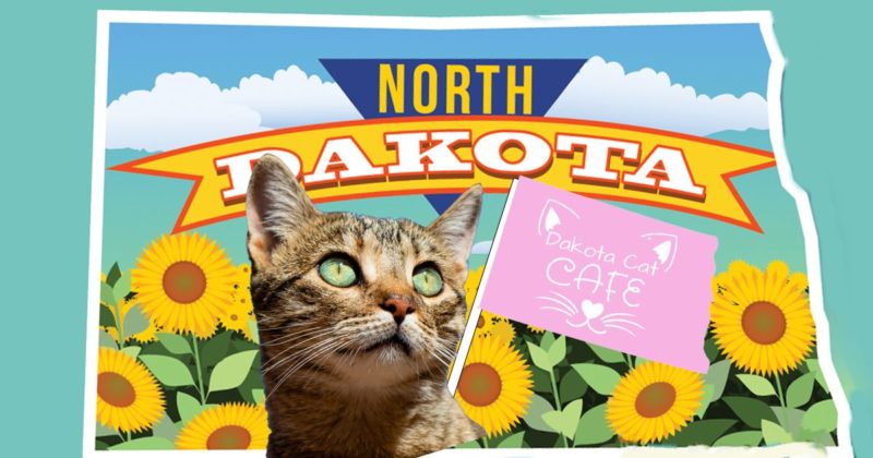 North Dakota Cat Cafe North Dakota Cat Cafe