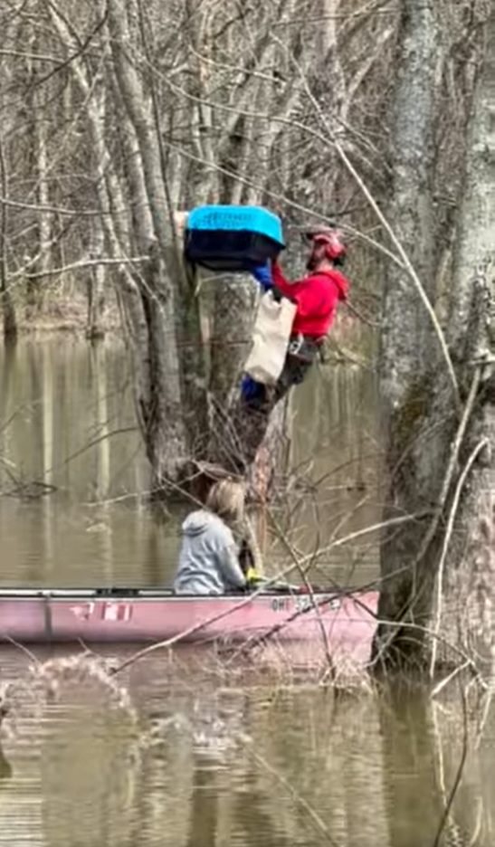 Water rescue of cat