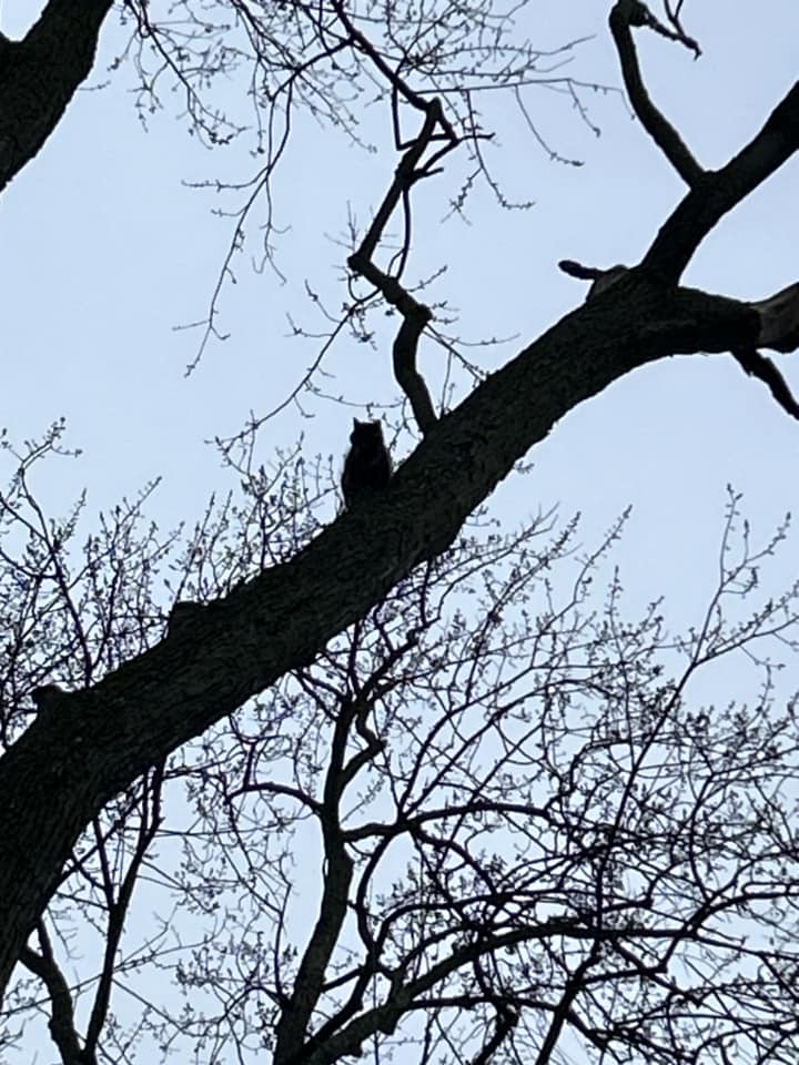 Cat in a tree