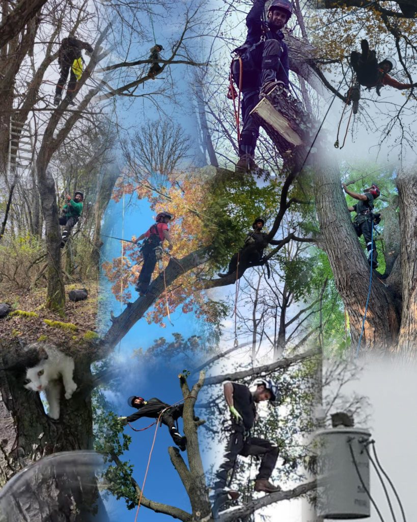 Treetop Cat Rescue