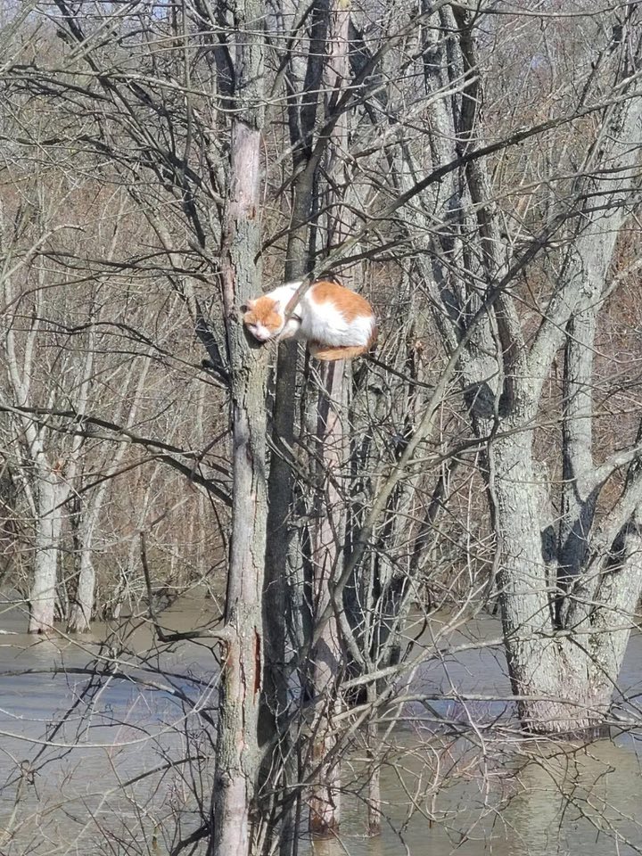 Orange and white cat on tree in swamp